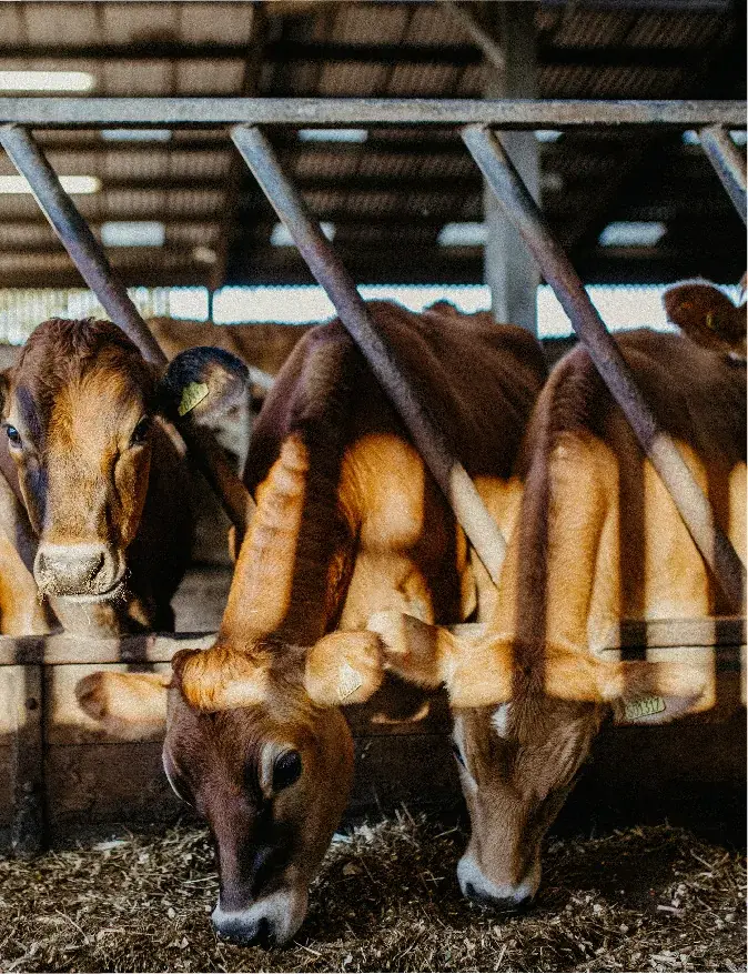 Herd Feeding - Trinity Manor Farm